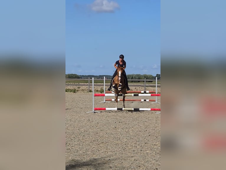 Belgische Rijpony Ruin 7 Jaar 148 cm Vos in Poperinge