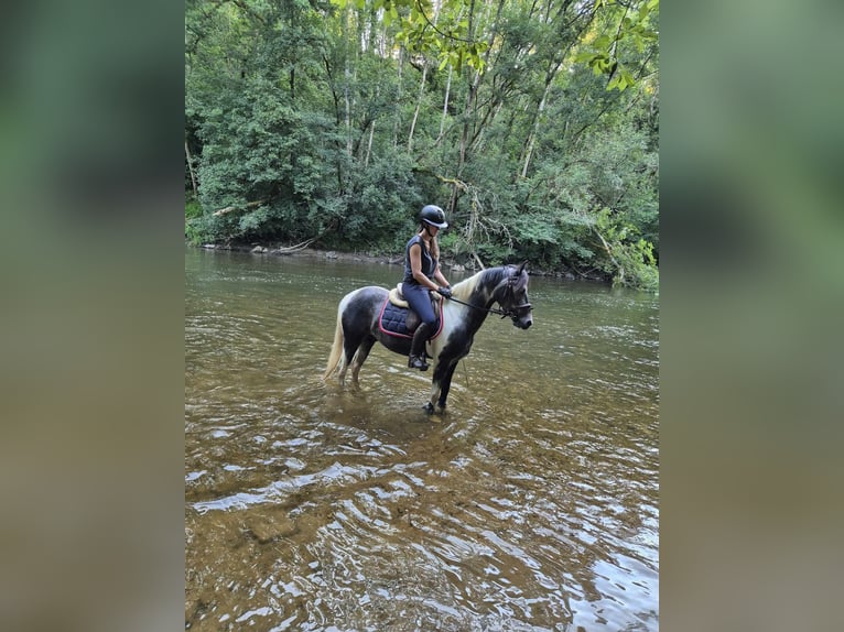 Belgische Rijpony Ruin 8 Jaar 137 cm Schimmel in Alençon