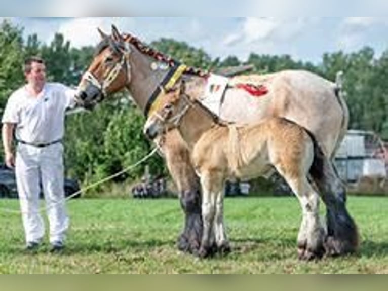 Belgisches Kaltblut Hengst 1 Jahr 154 cm Apfelschimmel in Kaprijke