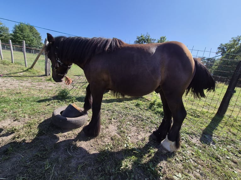 Belgisches Kaltblut Hengst 1 Jahr 168 cm Rappe in Haacht