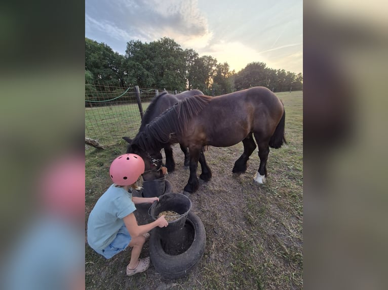 Belgisches Kaltblut Hengst 1 Jahr 168 cm Rappe in Haacht