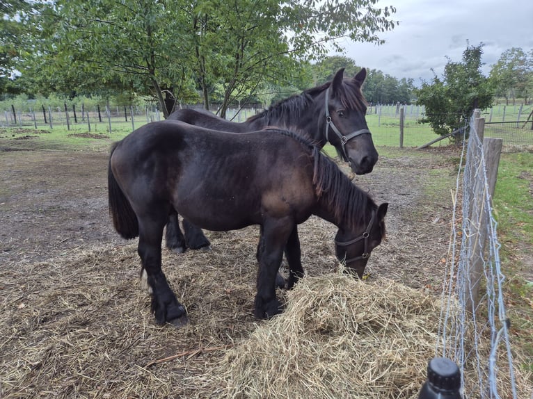 Belgisches Kaltblut Hengst 1 Jahr 168 cm Rappe in Haacht