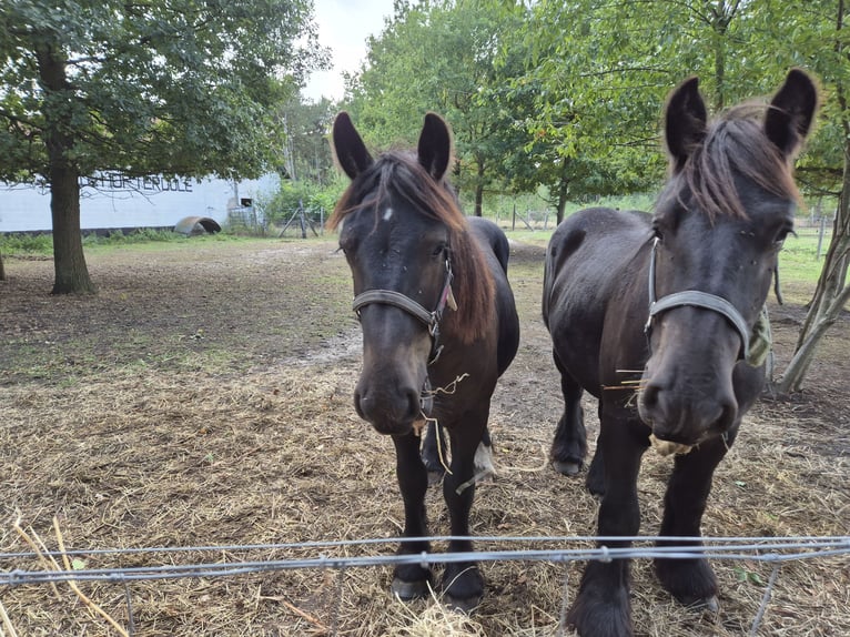 Belgisches Kaltblut Hengst 1 Jahr 168 cm Rappe in Haacht