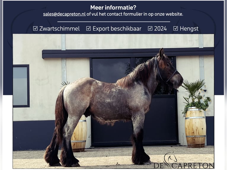 Belgisches Kaltblut Hengst 1 Jahr in Aalst