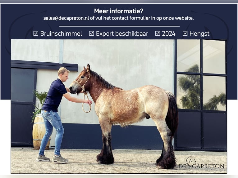 Belgisches Kaltblut Hengst 1 Jahr in Aalst