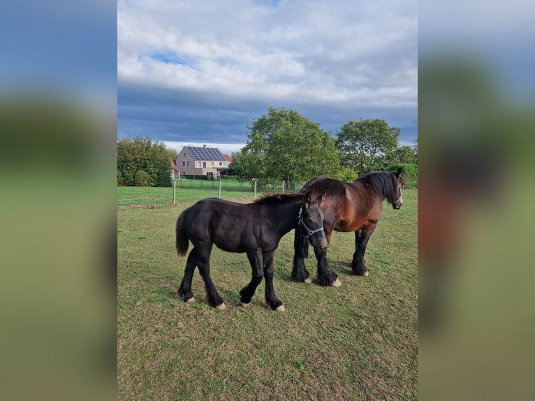 Belgisches Kaltblut Hengst 1 Jahr Rappe in Oudenaken