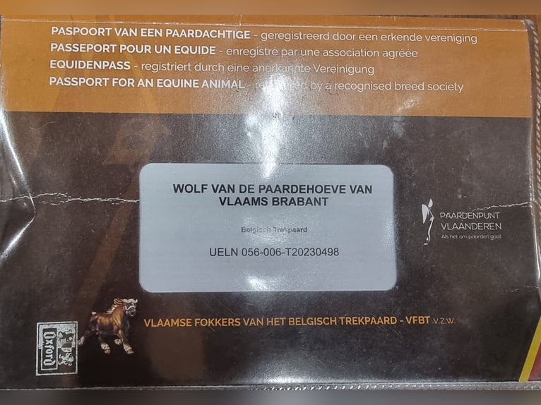 Belgisches Kaltblut Hengst 3 Jahre  in Kürten