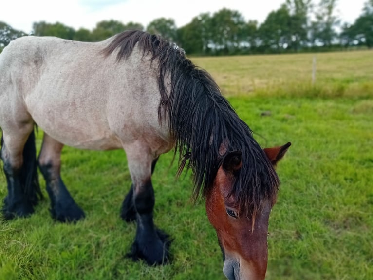 Belgisches Kaltblut Hengst 4 Jahre 155 cm Braunfalbschimmel in Saterland