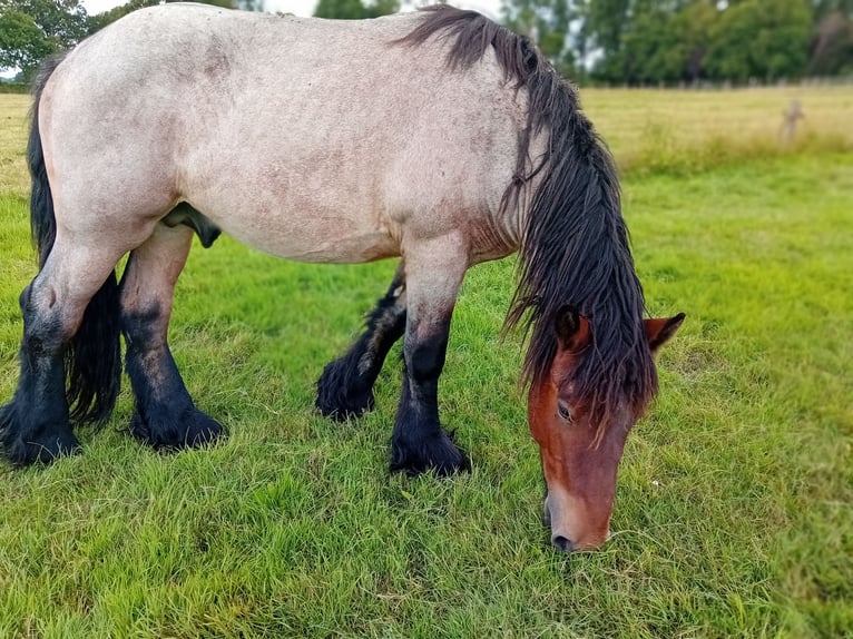 Belgisches Kaltblut Hengst 4 Jahre 155 cm Braunfalbschimmel in Saterland