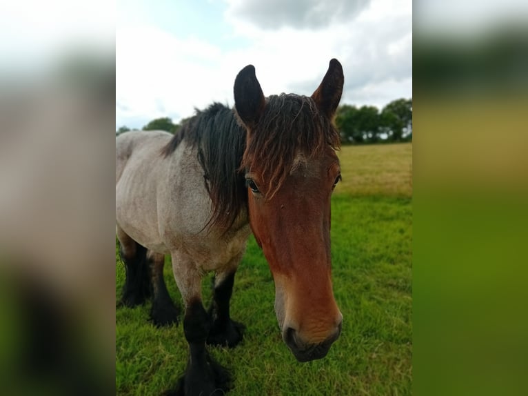 Belgisches Kaltblut Hengst 4 Jahre 155 cm Braunfalbschimmel in Saterland