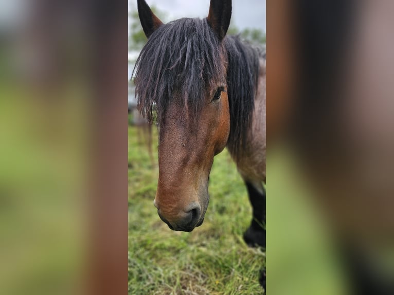 Belgisches Kaltblut Hengst 4 Jahre 155 cm Braunfalbschimmel in Saterland