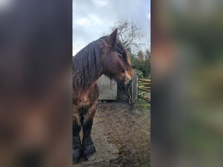 Belgisches Kaltblut Hengst 4 Jahre 155 cm Braunfalbschimmel in Saterland