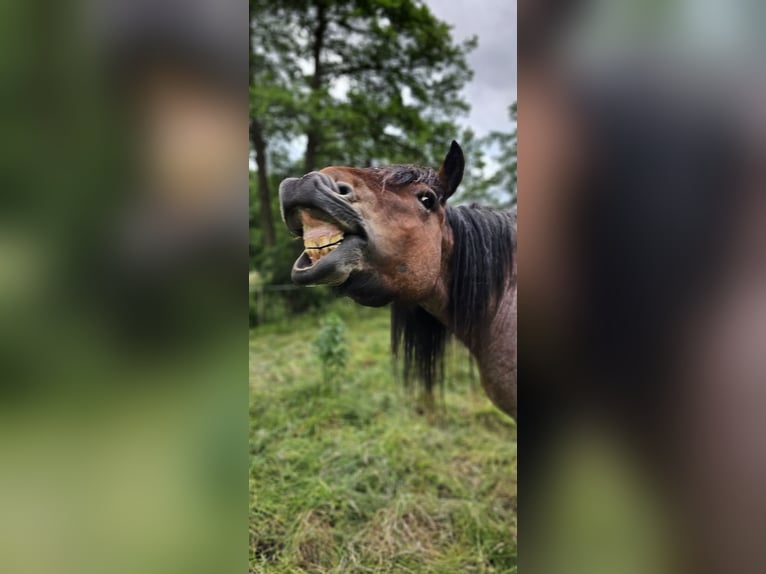 Belgisches Kaltblut Hengst 4 Jahre 155 cm Braunfalbschimmel in Saterland