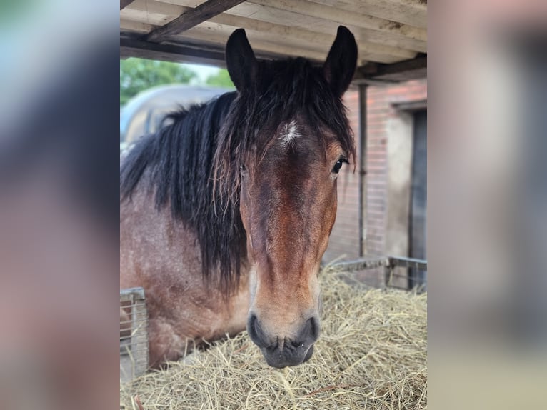 Belgisches Kaltblut Hengst 4 Jahre 155 cm Braunfalbschimmel in Saterland