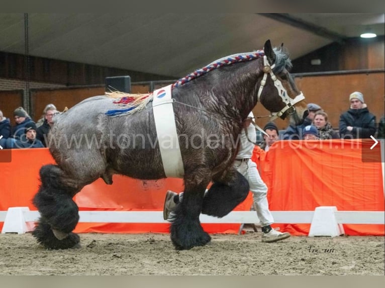 Belgisches Kaltblut Hengst 9 Jahre 169 cm Roan-Bay in Donkerbroek