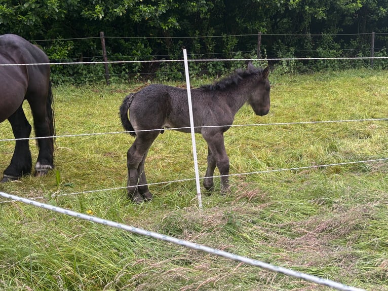 Belgisches Kaltblut Hengst Fohlen (05/2025) 130 cm Rappe in Sint-Gillis-Waas