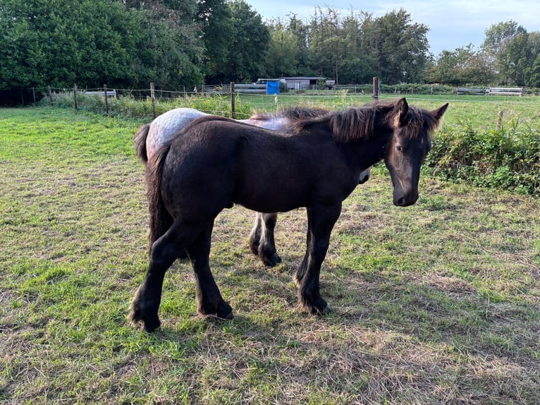 Belgisches Kaltblut Hengst Fohlen (05/2025) 130 cm Rappe in Sint-Gillis-Waas