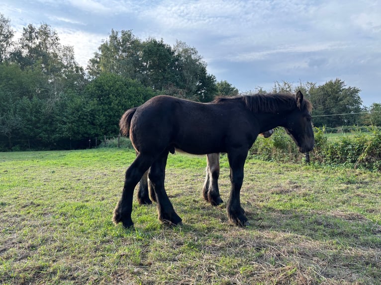 Belgisches Kaltblut Hengst Fohlen (05/2025) 130 cm Rappe in Sint-Gillis-Waas