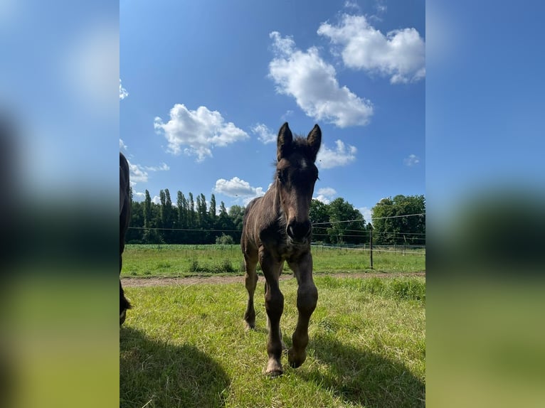 Belgisches Kaltblut Hengst Fohlen (05/2025) 130 cm Rappe in Sint-Gillis-Waas