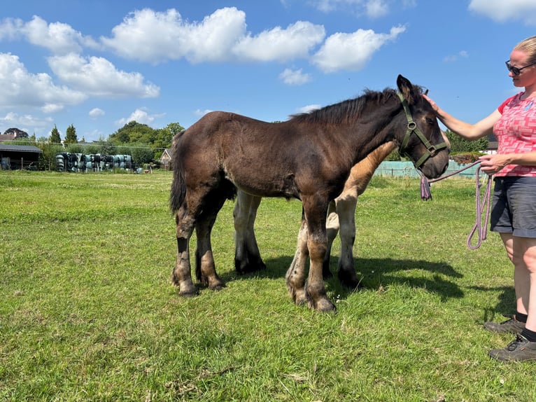Belgisches Kaltblut Hengst Fohlen (05/2025) 130 cm Rappe in Sint-Gillis-Waas