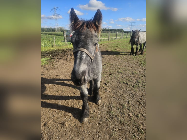 Belgisches Kaltblut Hengst Fohlen (04/2026) 170 cm Blauschimmel in Montfort