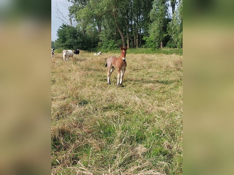 Belgisches Kaltblut Hengst  Braunfalbschimmel in Oosteeklo