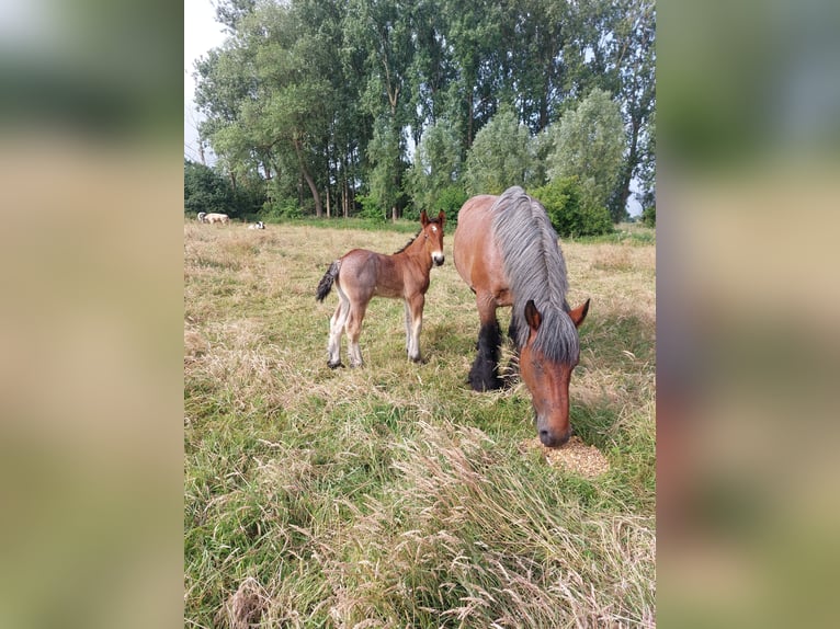 Belgisches Kaltblut Hengst  Braunfalbschimmel in Oosteeklo