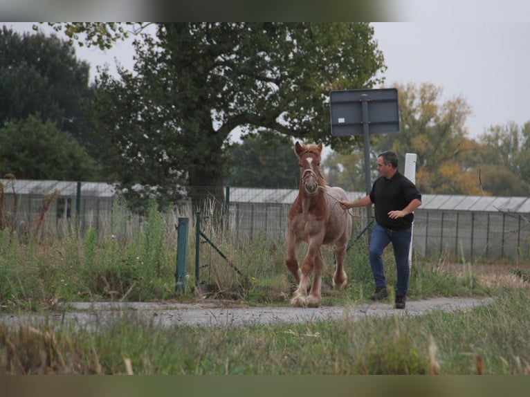 Belgisches Kaltblut Hengst Fohlen (01/2025) in Herdersem