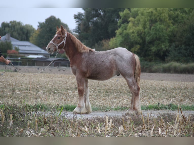 Belgisches Kaltblut Hengst Fohlen (01/2025) in Herdersem