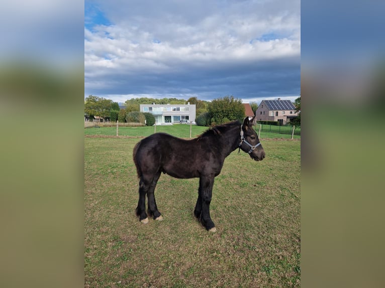 Belgisches Kaltblut Hengst Fohlen (05/2025) Rappe in Oudenaken