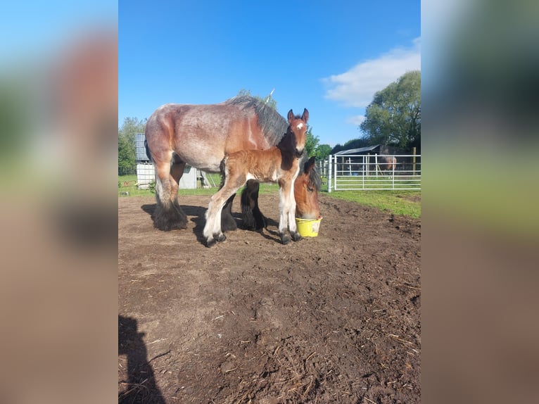 Belgisches Kaltblut Hengst Fohlen (05/2026)  in Oosteeklo