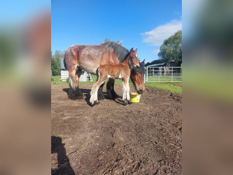 Belgisches Kaltblut Hengst Fohlen (05/2026)  in Oosteeklo
