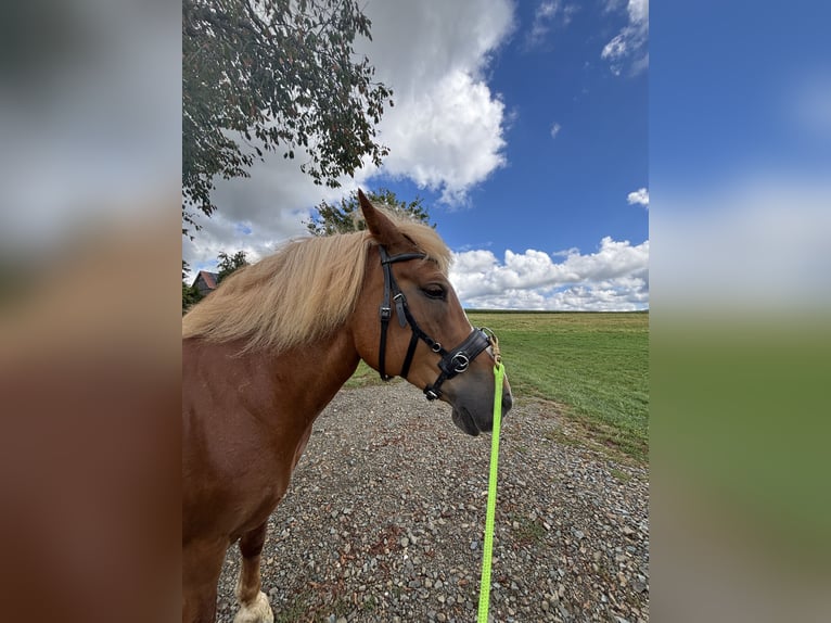 Belgisches Kaltblut Mix Stute 12 Jahre 160 cm Brauner in Gefrees