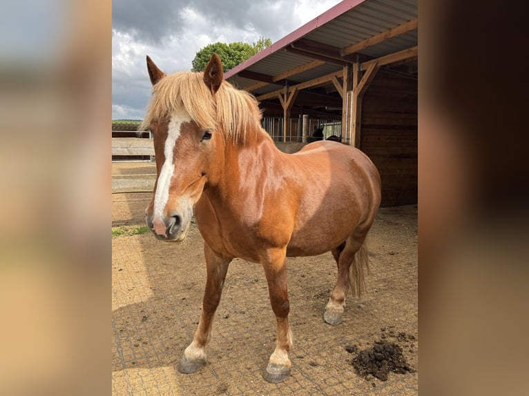 Belgisches Kaltblut Mix Stute 12 Jahre 160 cm Brauner in Gefrees