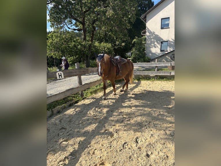 Belgisches Kaltblut Mix Stute 12 Jahre 160 cm Brauner in Gefrees