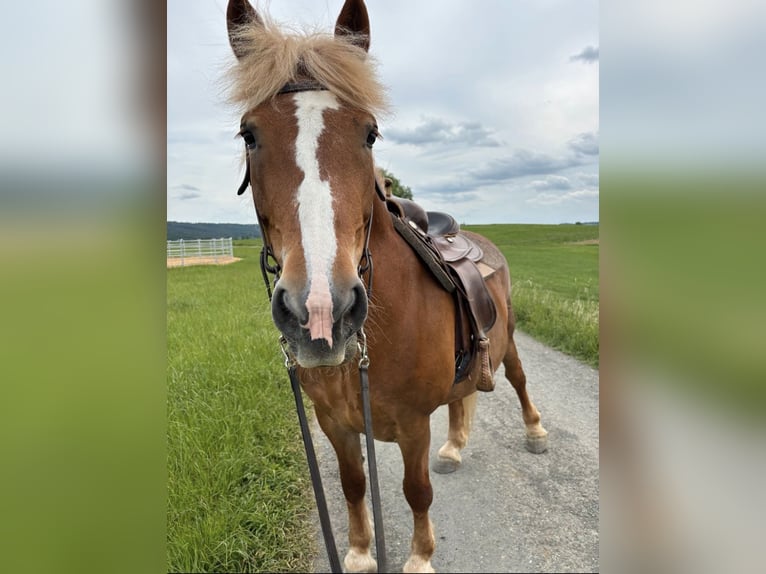 Belgisches Kaltblut Mix Stute 13 Jahre 160 cm Brauner in Gefrees