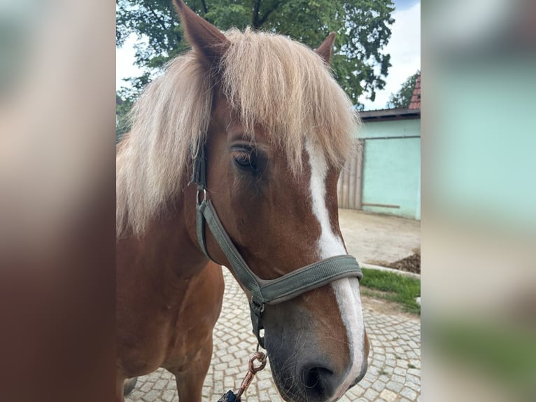 Belgisches Kaltblut Mix Stute 13 Jahre 160 cm Brauner in Gefrees