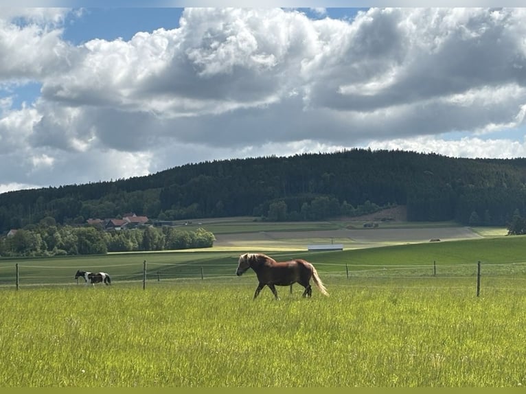Belgisches Kaltblut Mix Stute 13 Jahre 160 cm Brauner in Gefrees