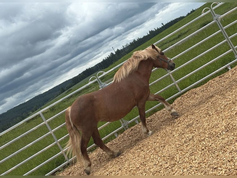 Belgisches Kaltblut Mix Stute 13 Jahre 160 cm Brauner in Gefrees
