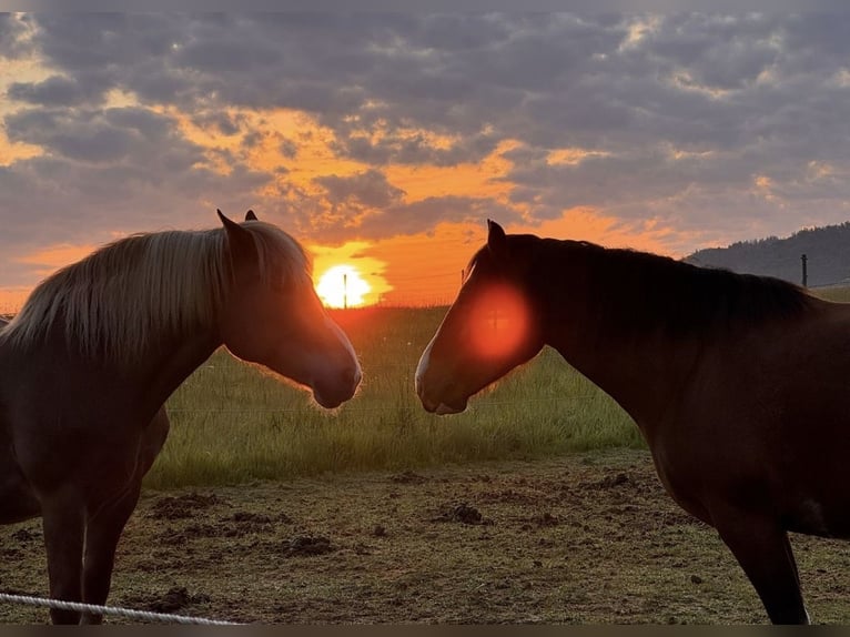 Belgisches Kaltblut Mix Stute 13 Jahre 160 cm Brauner in Gefrees