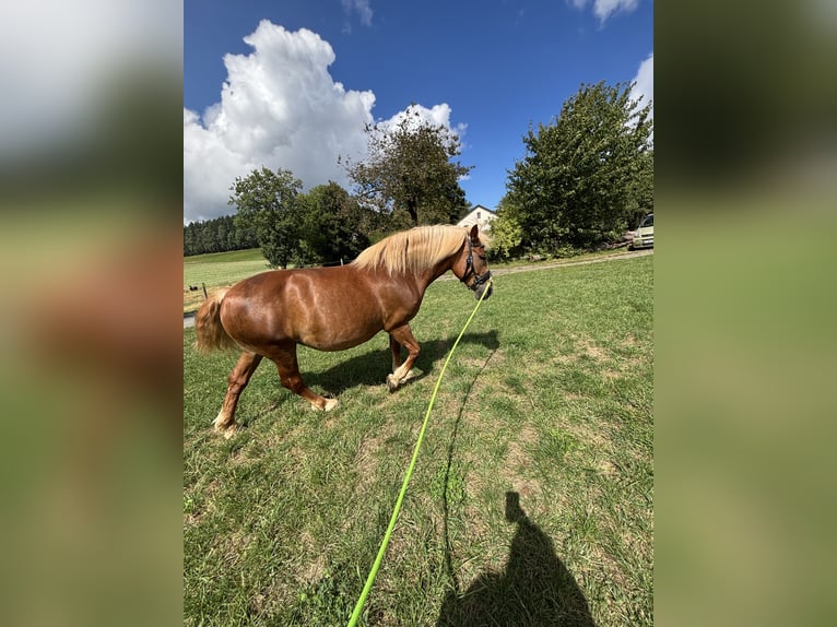 Belgisches Kaltblut Mix Stute 13 Jahre 160 cm Brauner in Gefrees