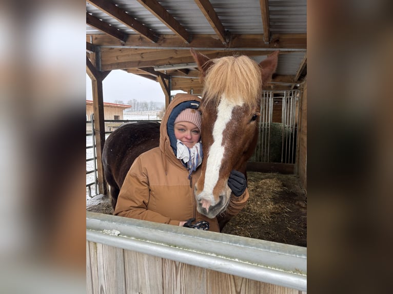Belgisches Kaltblut Mix Stute 13 Jahre 163 cm Brauner in Rehau