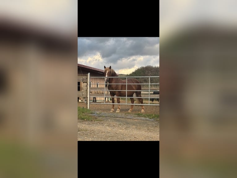Belgisches Kaltblut Mix Stute 13 Jahre 163 cm Brauner in Rehau