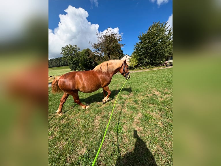 Belgisches Kaltblut Mix Stute 13 Jahre 163 cm Brauner in Rehau