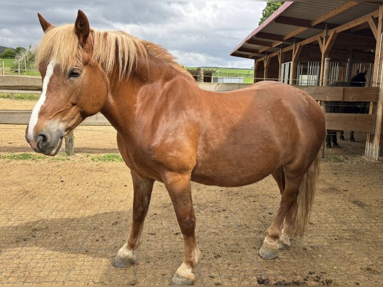 Belgisches Kaltblut Mix Stute 13 Jahre 163 cm Brauner in Rehau