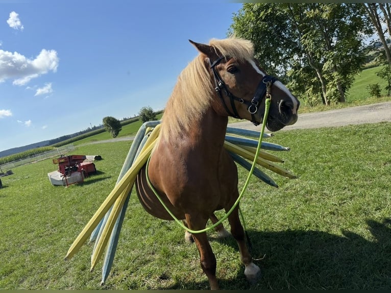 Belgisches Kaltblut Mix Stute 13 Jahre 163 cm Brauner in Rehau