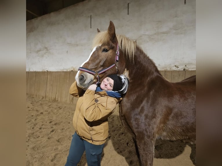 Belgisches Kaltblut Mix Stute 13 Jahre 163 cm Brauner in Rehau