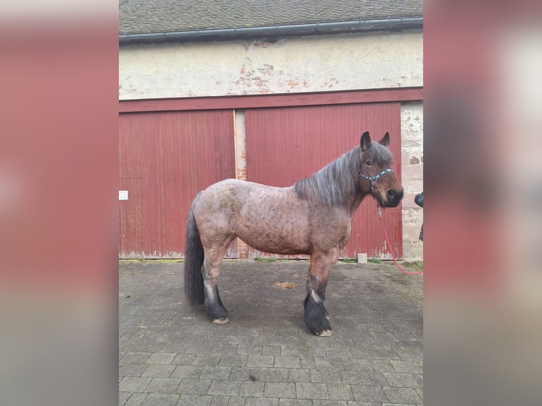 Belgisches Kaltblut Stute 14 Jahre 164 cm Braunfalbschimmel in Wieseth