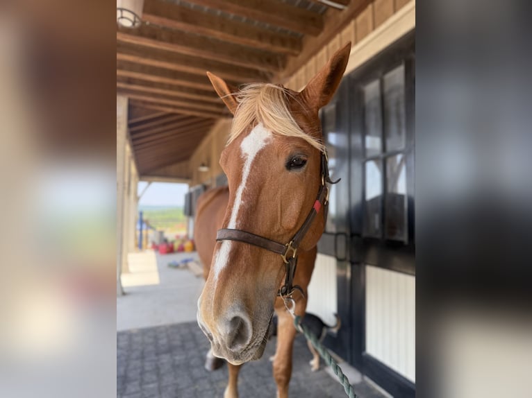 Belgisches Kaltblut Stute 18 Jahre 183 cm Palomino in Leesburg