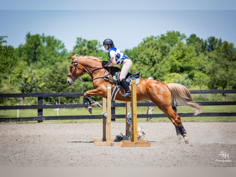 Belgisches Kaltblut Stute 18 Jahre 183 cm Palomino in Leesburg